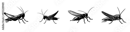 Black icons of crickets shown in various angles highlighting their physical features and movements in a minimalist style