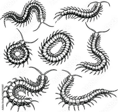 Create a kinds of deferent dragon, vector, china, animal, illustration, tattoo, symbol, art, fantasy, design, pattern, asia, snake, decoration, ancient, lizard, vector art with white background.