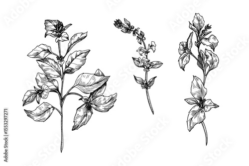 Basil herb clipart with sprigs and flowering top stem black and white outline vector illustration. Green garden herbs, basil plant elements engraving hand drawn for packaging, and botanical design.