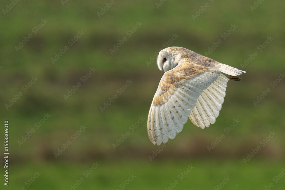 Fototapeta premium Barn owl in graceful flight over green field.