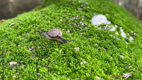Close up of a tiny brown snail crawling on vibrant green moss, captured in natural daylight. The image highlights the textures of the snail's shell and the rich, fresh moss, creating a peaceful