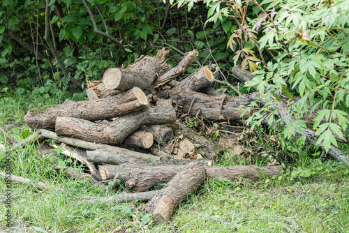 A pile of chopped firewood lies on lush green grass beside a dense thicket of trees. The sunlight highlights the texture of the logs and surrounding foliage