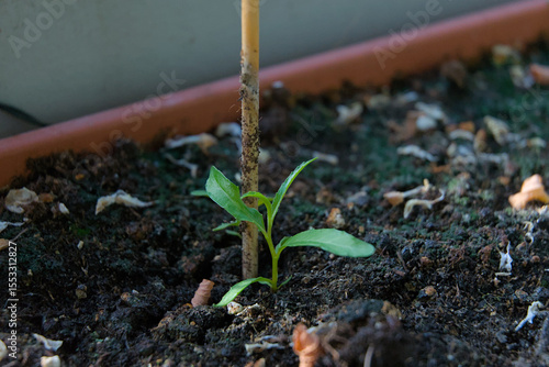 Obraz na płótnie A tender green seedling, supported by a stake, emerges from rich soil, symbolizing new life, growth, and hope in a nurturing environment