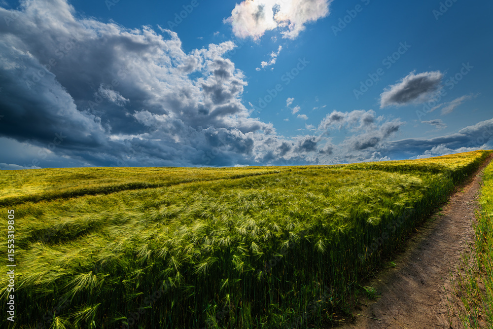 Fototapeta premium Sommergewitter und Kornfelder