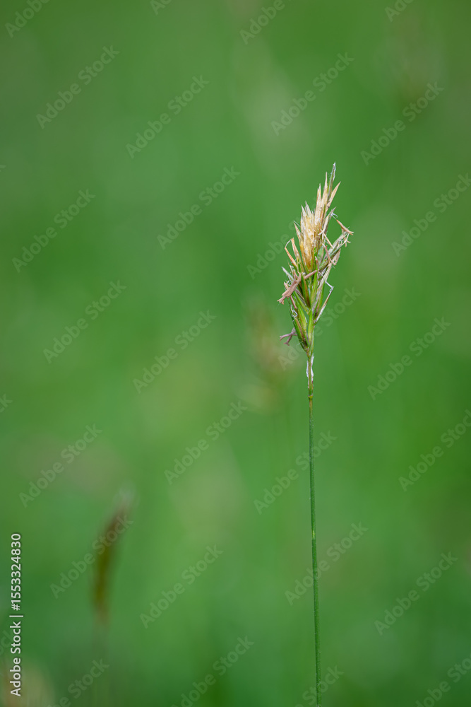 Close-up of grass flowers with a green background.
Close-up of grass flowers with a green background.