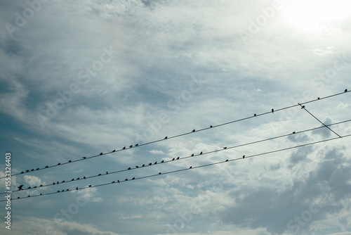 Starlings roosting on powerline
