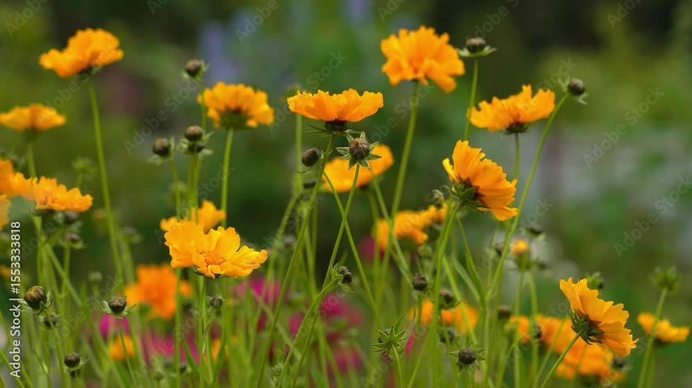 Yellow flowers blow in wind in green summer meadow or garden. Coreopsis. Flower background. Landscape design Yellow flowers blow in wind in green summer meadow or garden. Coreopsis. Flower background. Landscape design