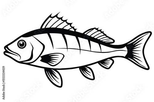 Black and White Illustration of a Spiny Finned Fish Side View