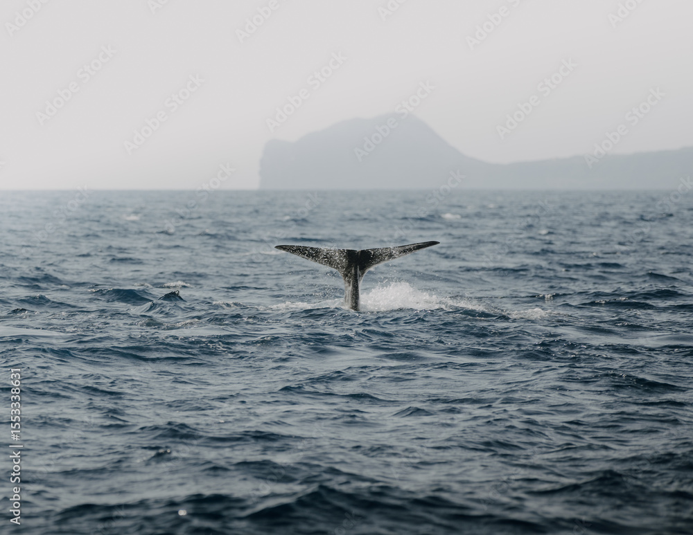 Fototapeta premium Sperm Whale Fluke – Diving into the Ocean