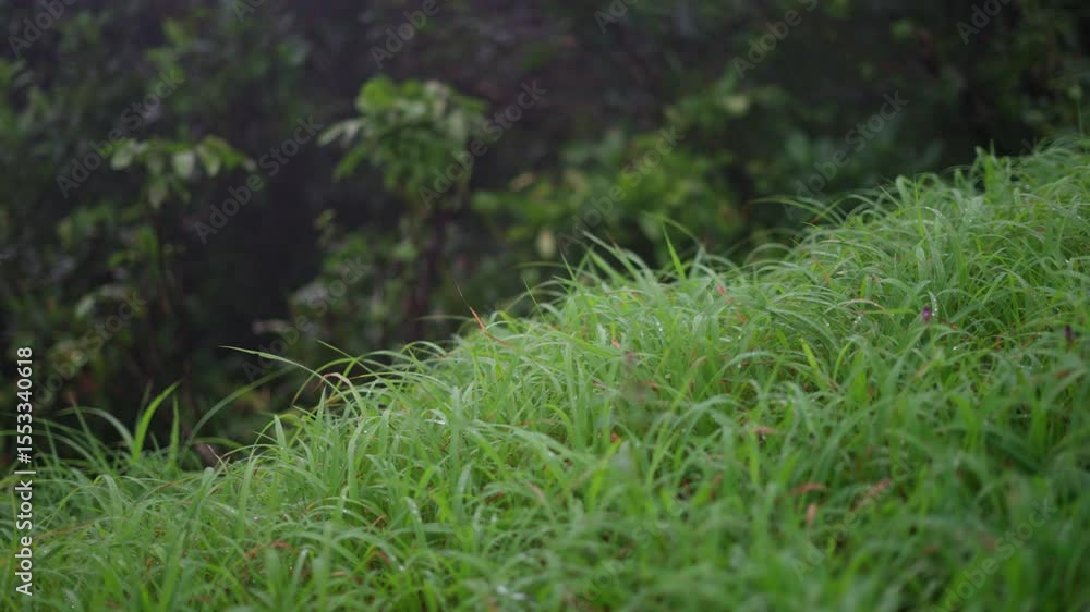 4K Closeup shot of green grass with water drops on them after rainfall at Lonavala in Maharashtra, India during the monsoon season. Green grass after rain in Sahyadri mountain range. Natural view. 4K Closeup shot of green grass with water drops on them after rainfall at Lonavala in Maharashtra, India during the monsoon season. Green grass after rain in Sahyadri mountain range. Natural view.