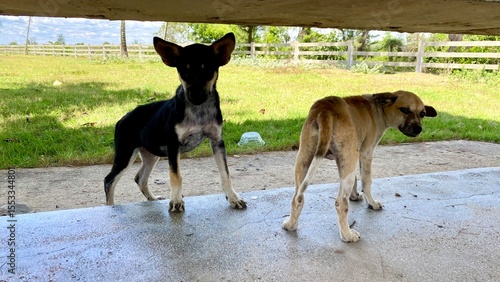 Photography Two adorable dogs sitting together outdoors