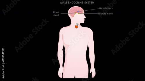 Endocrine system parts, male anatomy. Explanations animation.  Thyroid, Parathyroids, Adrenals, Pineal Hypothalamus, Pituitary Gland, Reproductive organs Testicles, Pancreas. Alpha channel footage