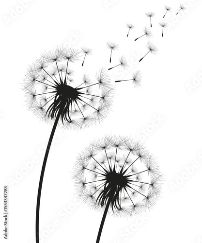 Vector illustration dandelion time. Black Dandelion seeds blowing in the wind. The wind inflates a dandelion isolated on a white background.