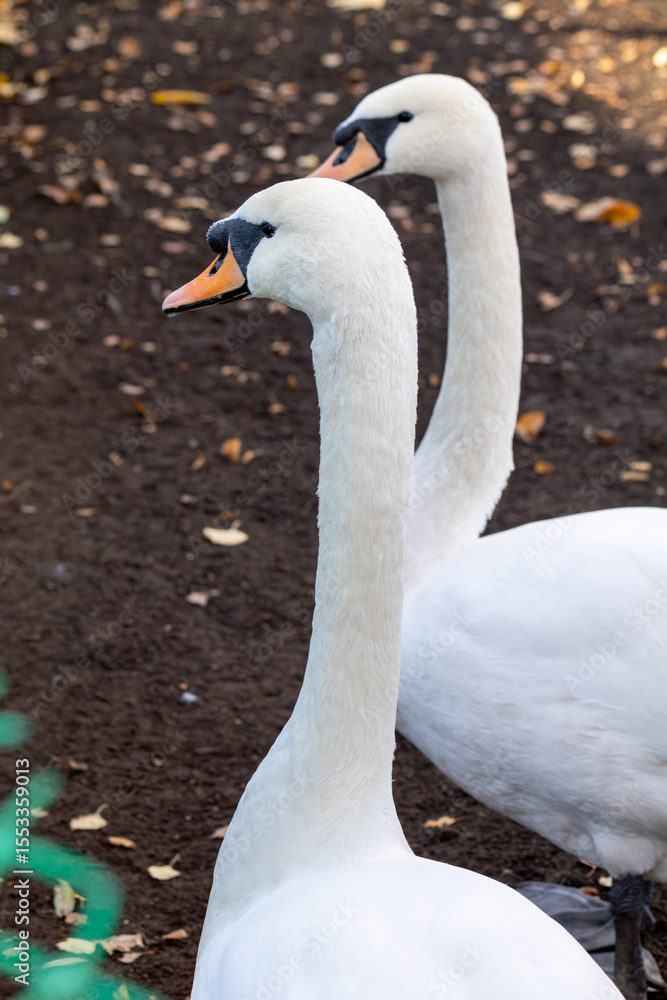 Obraz premium Two swans standing next to each other. One is facing the camera