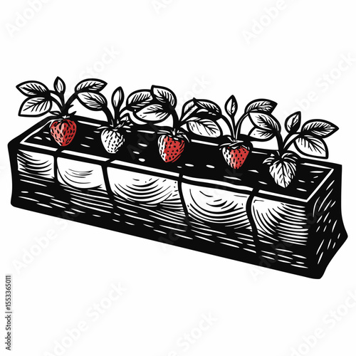 Strawberries growing in wooden planter box with green leaves  