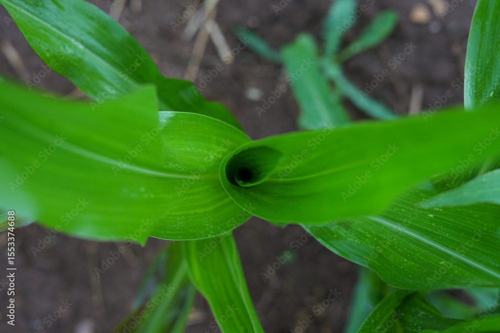 Fototapeta premium Fresh corn plants with vibrant green leaves, close-up