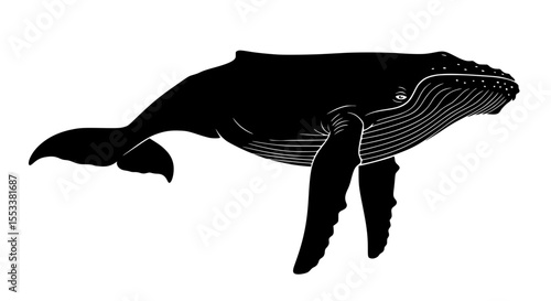 Majestic Humpback Whale Silhouette Illustrating Marine Mammal Beauty and Ocean Life