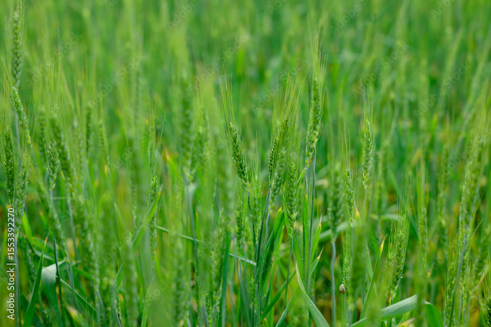 Wheat spikes growing in field outdoors, closeup Wheat spikes growing in field outdoors, closeup