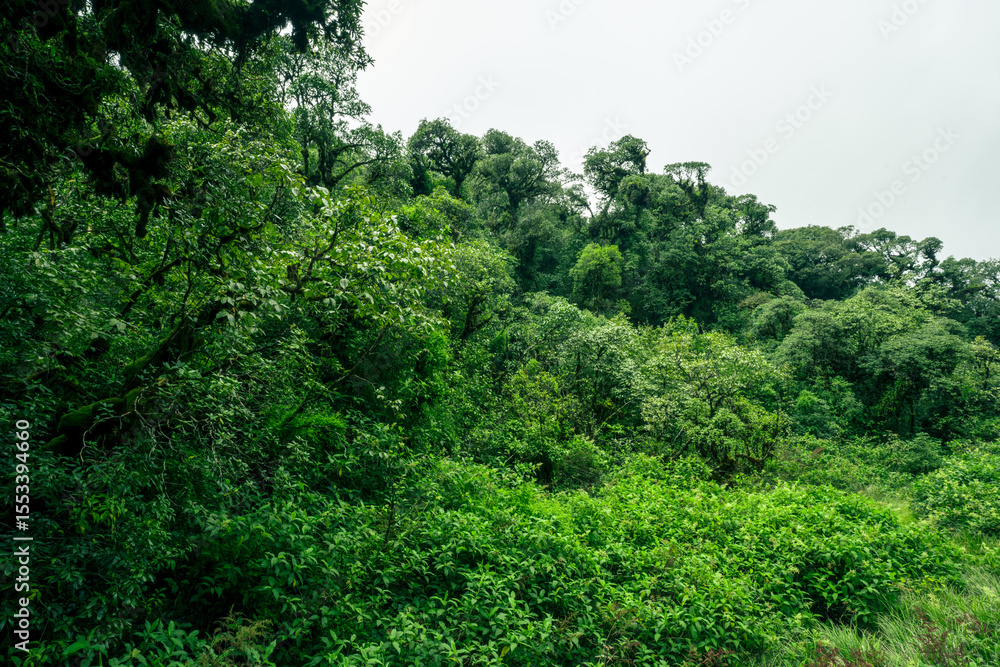 Landscape of tropical peat swamp forest. Natural carbon sink. Climate balance, biodiversity, and long-term sustainability. Wetland forest ecosystem filled with dense trees. Nature's carbon capture. Landscape of tropical peat swamp forest. Natural carbon sink. Climate balance, biodiversity, and long-term sustainability. Wetland forest ecosystem filled with dense trees. Nature's carbon capture.