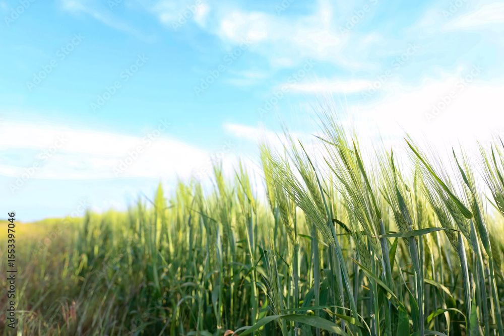 Fototapeta premium Wheat spikes growing in field under light blue sky, closeup
