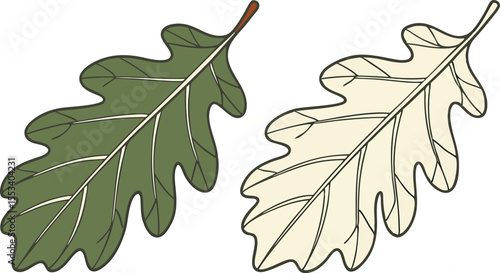 Two stylized oak leaves one green and one cream colored depicted in a simple flat design with dark outlines