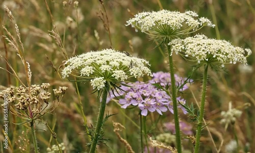 White and Purple Wildflowers in a Summer Meadow