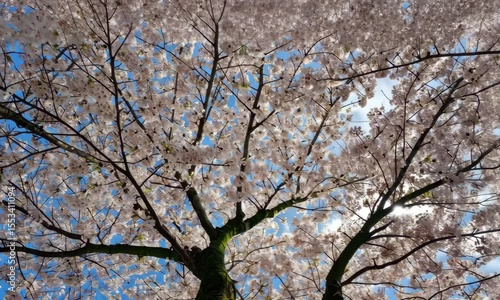 White Cherry Blossoms on Tree Branches Against a Blue Sky