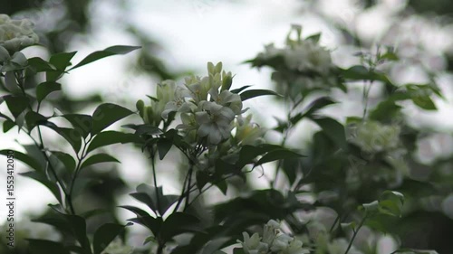 White jasmine and bee worker on green bokeh background 