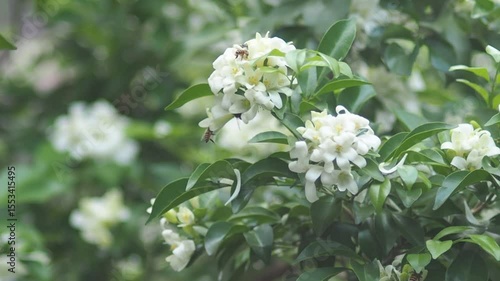 White jasmine and bee worker on green bokeh background 