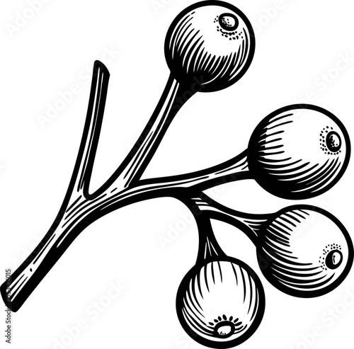 Engraved illustration of eucalyptus berry branch isolated on white background in vintage botanical