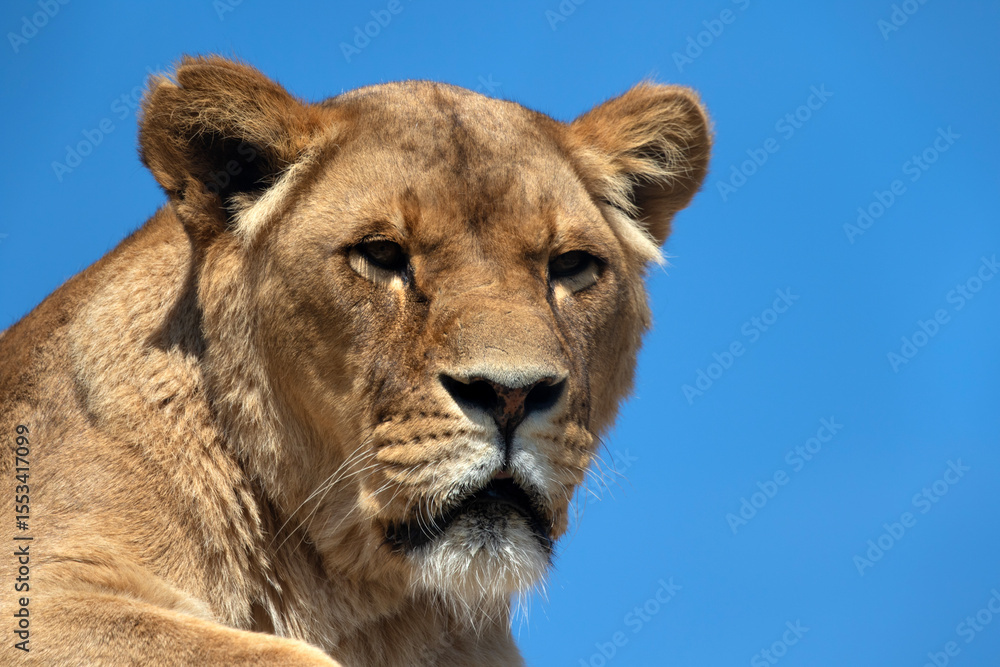 Fototapeta premium Portrait of a female lion with a blue sky as a background