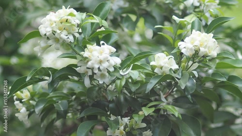 White jasmine and bee worker on green bokeh background 