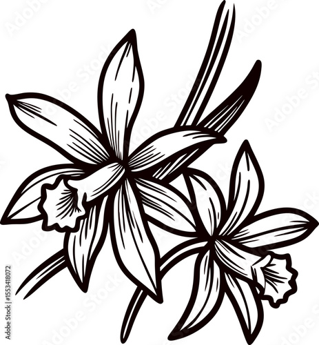 Hand drawn orchid flower in vintage engraved isolated on white background illustration