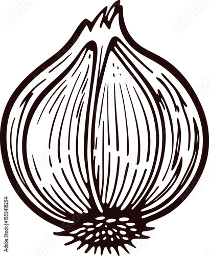 Hand drawn whole onion isolated on white background in vintage engraving