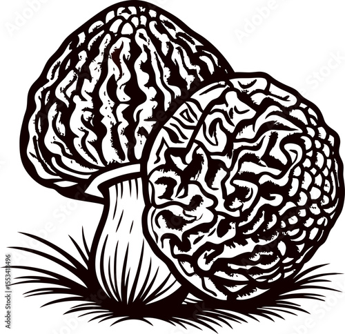 Vintage engraving of two morel mushrooms in grass detailed botanical illustration