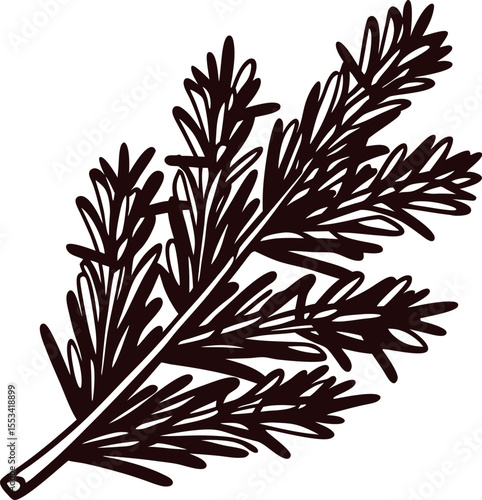 Hand drawn rosemary herb branch isolated on white botanical vintage illustration of culinary plant sprig