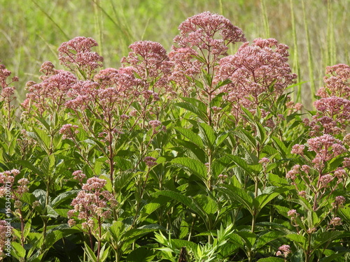 Joe-Pye Weed bloomed within the wetlands of the Blackwater National Wildlife Refuge, Dorchester County, Cambridge, Maryland. Natural background.