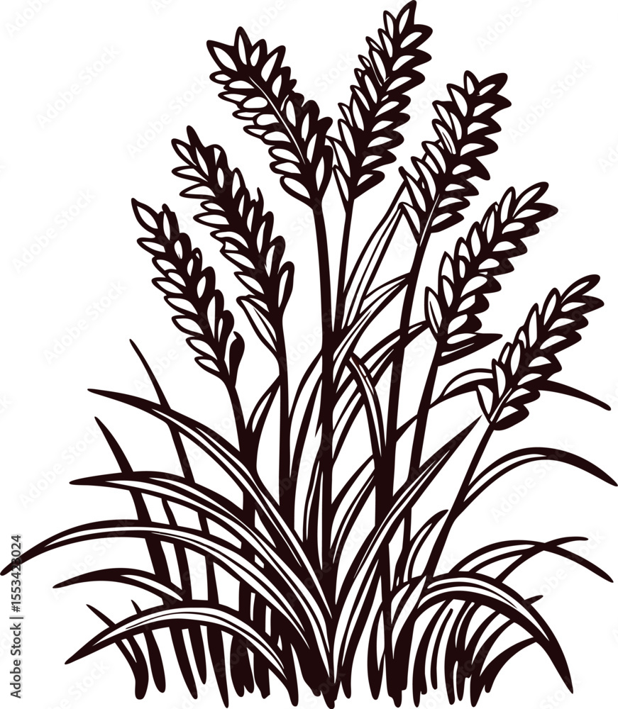 Naklejka premium Hand drawn sketch of wheat plant with detailed ears and leaves isolated on white background