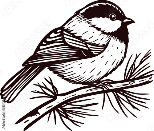 Detailed hand drawn illustration of a chickadee songbird perched on a pine branch