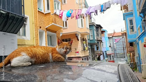 Orange stray cat laying sleepy on the car against the drying laundry on the rope in Balat district, Istanbul, Turkey. Dynamic handheld shot 