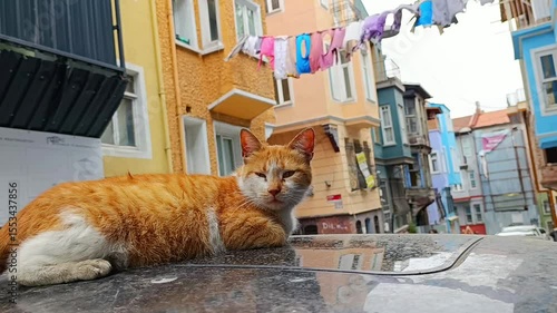 Orange stray cat laying sleepy on the car against the drying laundry on the rope in Balat district, Istanbul, Turkey. Dynamic handheld shot 