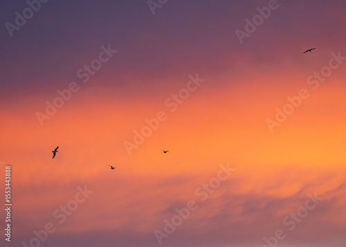 Serene sunset sky with warm pink clouds with birds in flight