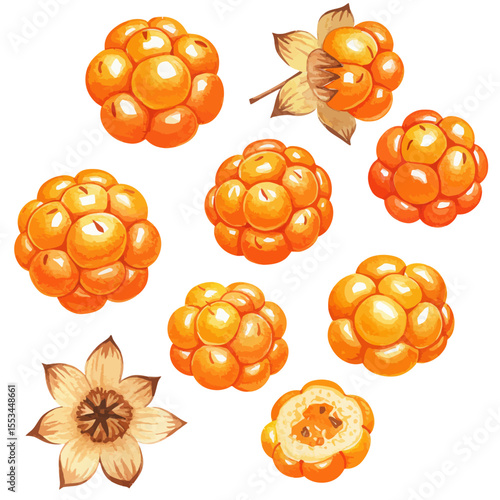 A Watercolor Illustration Displays A Collection Of Fresh Cloudberries Showcasing Their Unique Multi Lobed Form And Vibrant Orange Hue Creating A Charming And Appetizing Visual