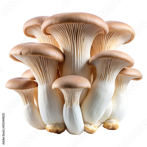 Cluster of King Oyster Mushrooms with Creamy White Stems and Tan Caps isolated on a transparent background