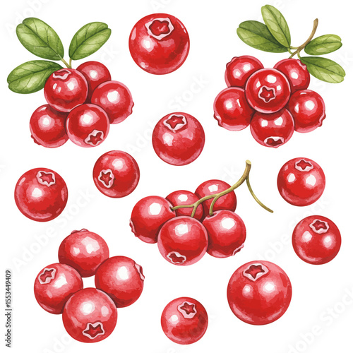 Detailed Watercolor Painting Showcasing The Vibrant Beauty Of Fresh Lingonberries Displayed In Various Clusters And Single Arrangements Against A Clean White Backdrop Evoking