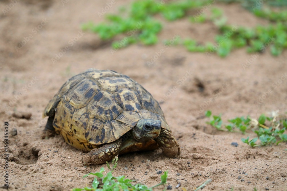 Leopard Tortoise Crossing Sandy Terrain with Steady Pace Leopard Tortoise Crossing Sandy Terrain with Steady Pace