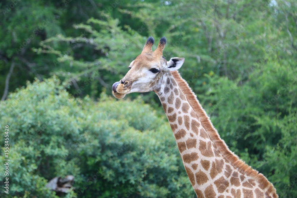 Obraz premium Giraffe in a Playful Moment of Grooming