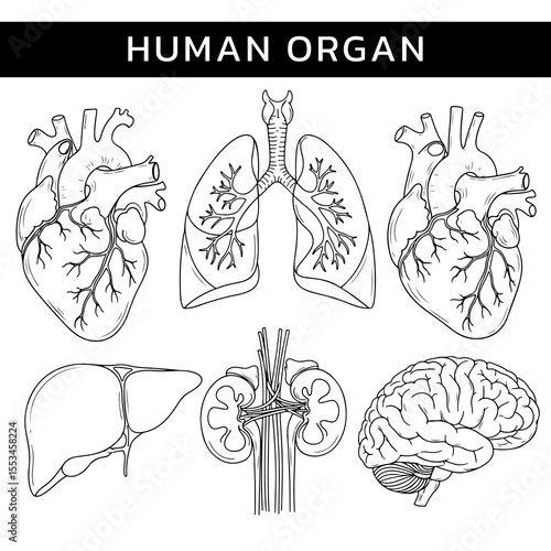 Human-organ-drawing-line-art.eps