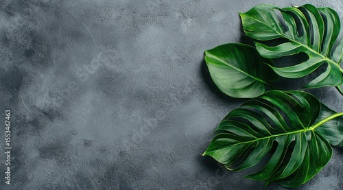 Green Monstera Leaves on Dark Textured Background for Home Decor