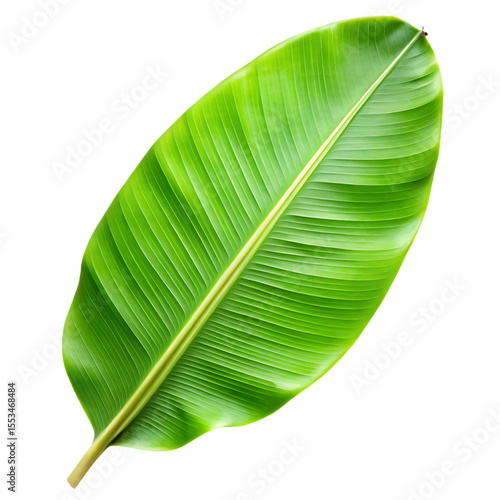 Single bright green banana leaf with prominent veins and central stem on black background isolated on a transparent background